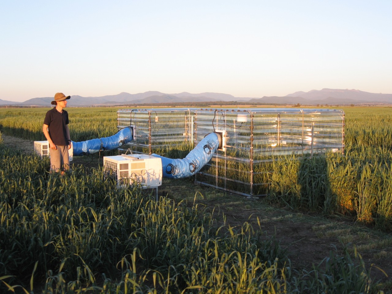 Stress-testing wheat to 4°C above the ambient temperature in in-field chambers. 