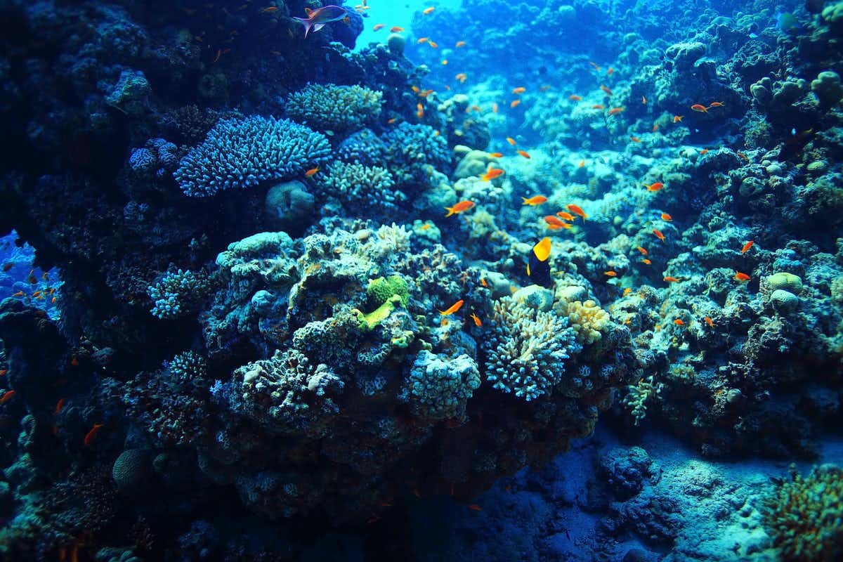Coral reef