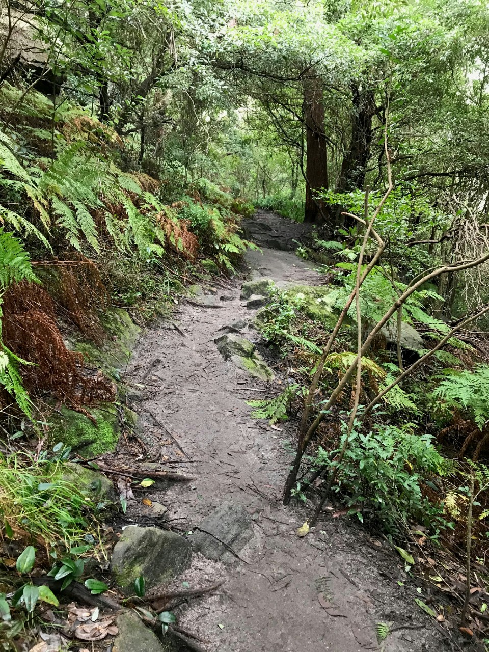 A bushwalking track in Wolli Creek, NSW.