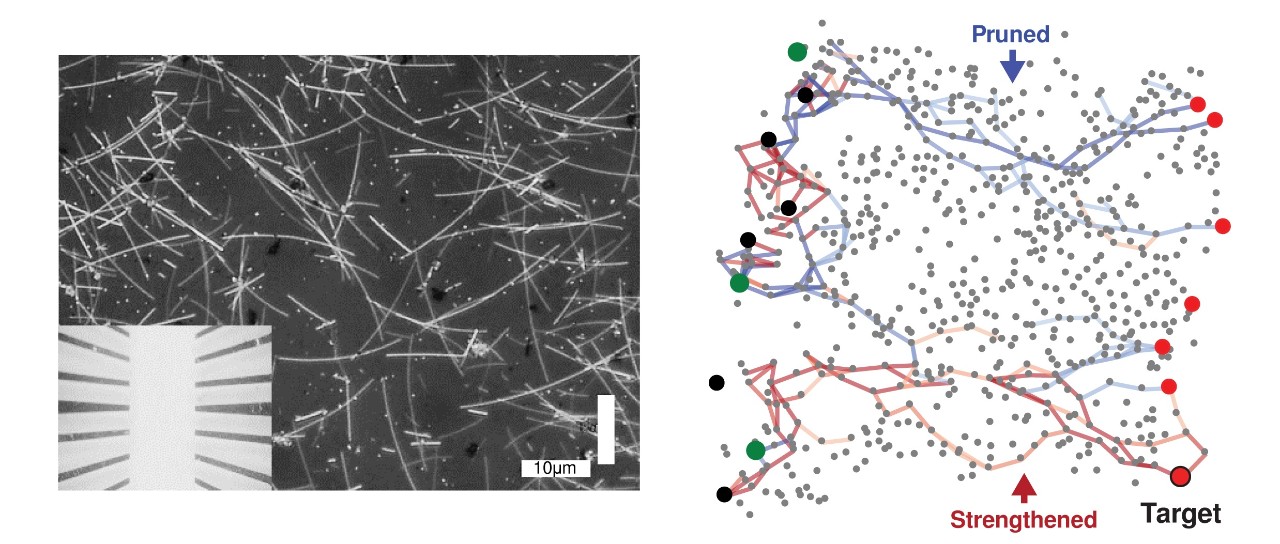 Nanowire network