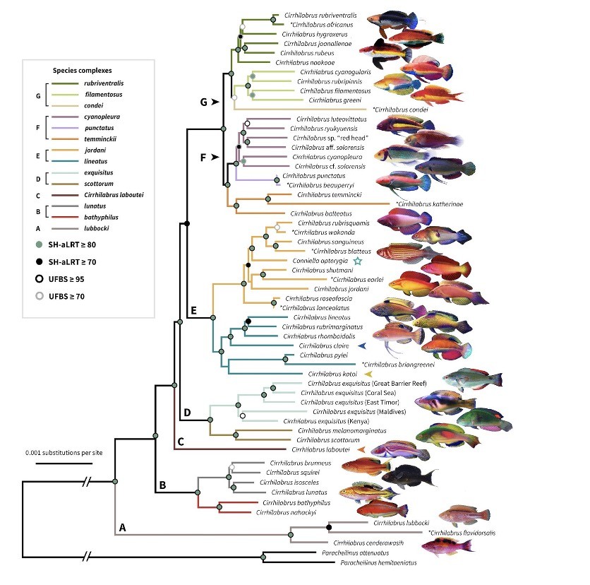 An evolutionary tree of the fairy wrasse