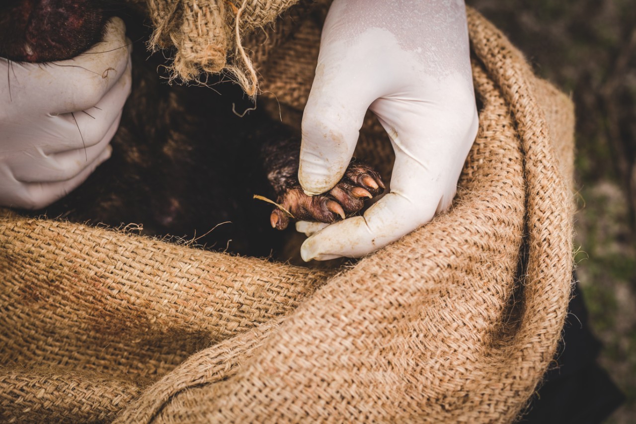 Photo of a researcher checking a captured devil for disease